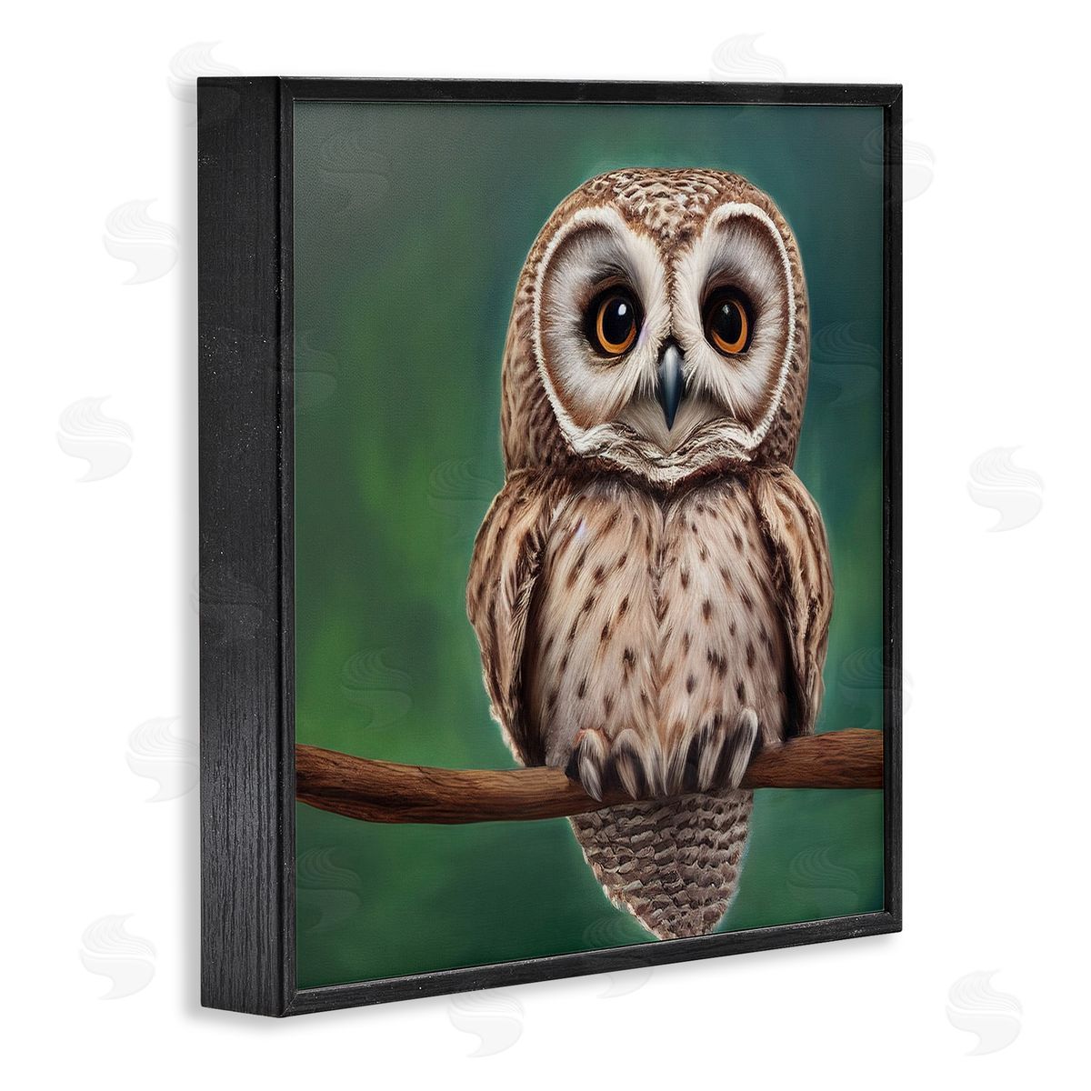 Alpenglow Workshop Gazing Spotted Owl Nature Black Framed Glicee Wall Art Print