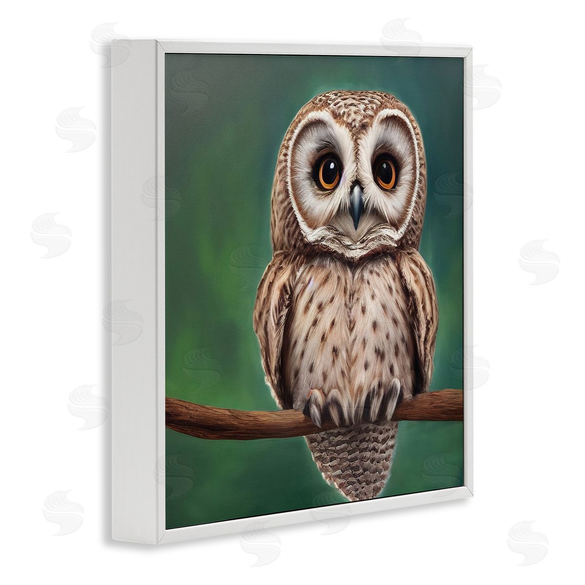 Alpenglow Workshop Gazing Spotted Owl Nature White Framed Glicee Wall Art Print