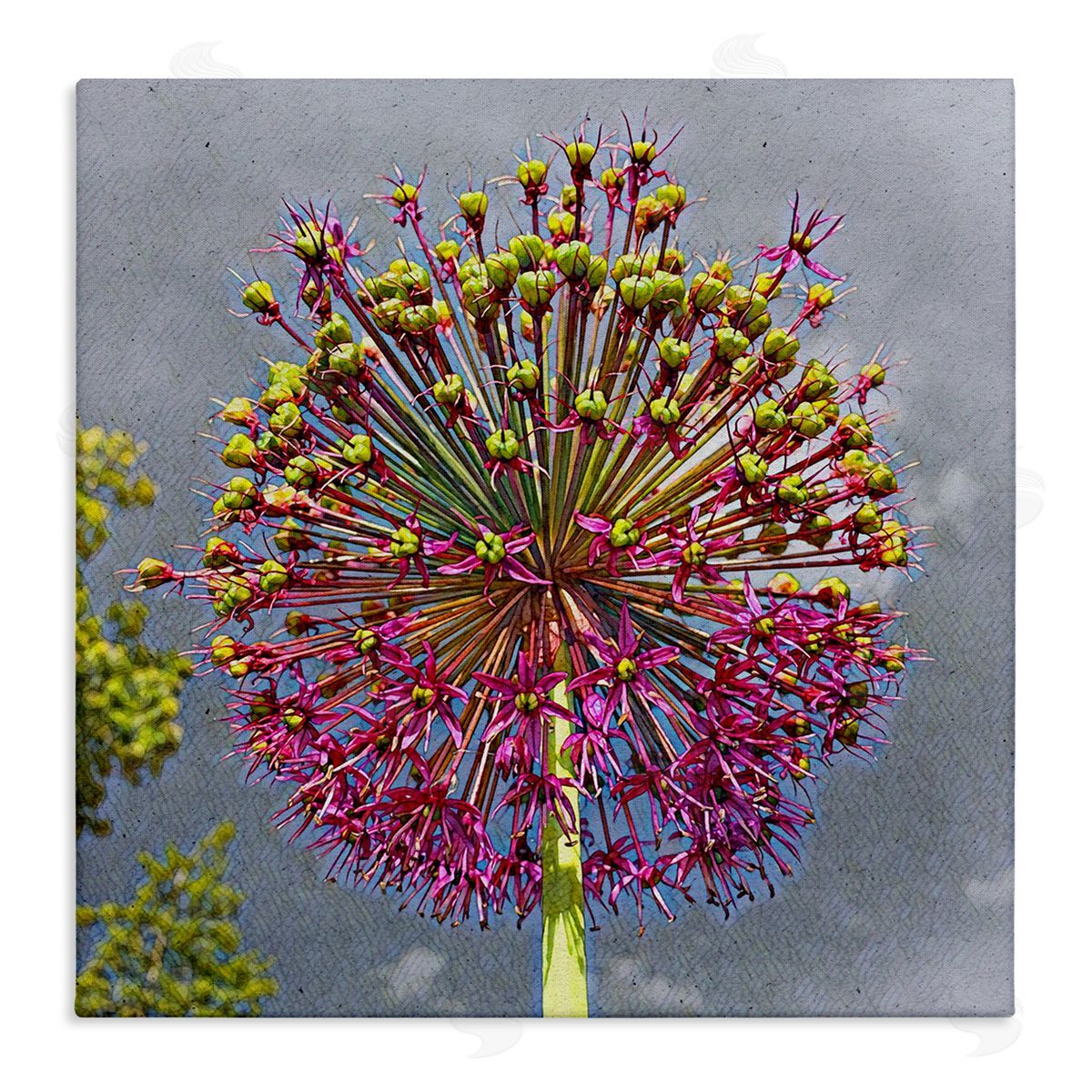 Heidi Bannon Modern Dandelion Pink Abstract Stretched Canvas Wall Art Print