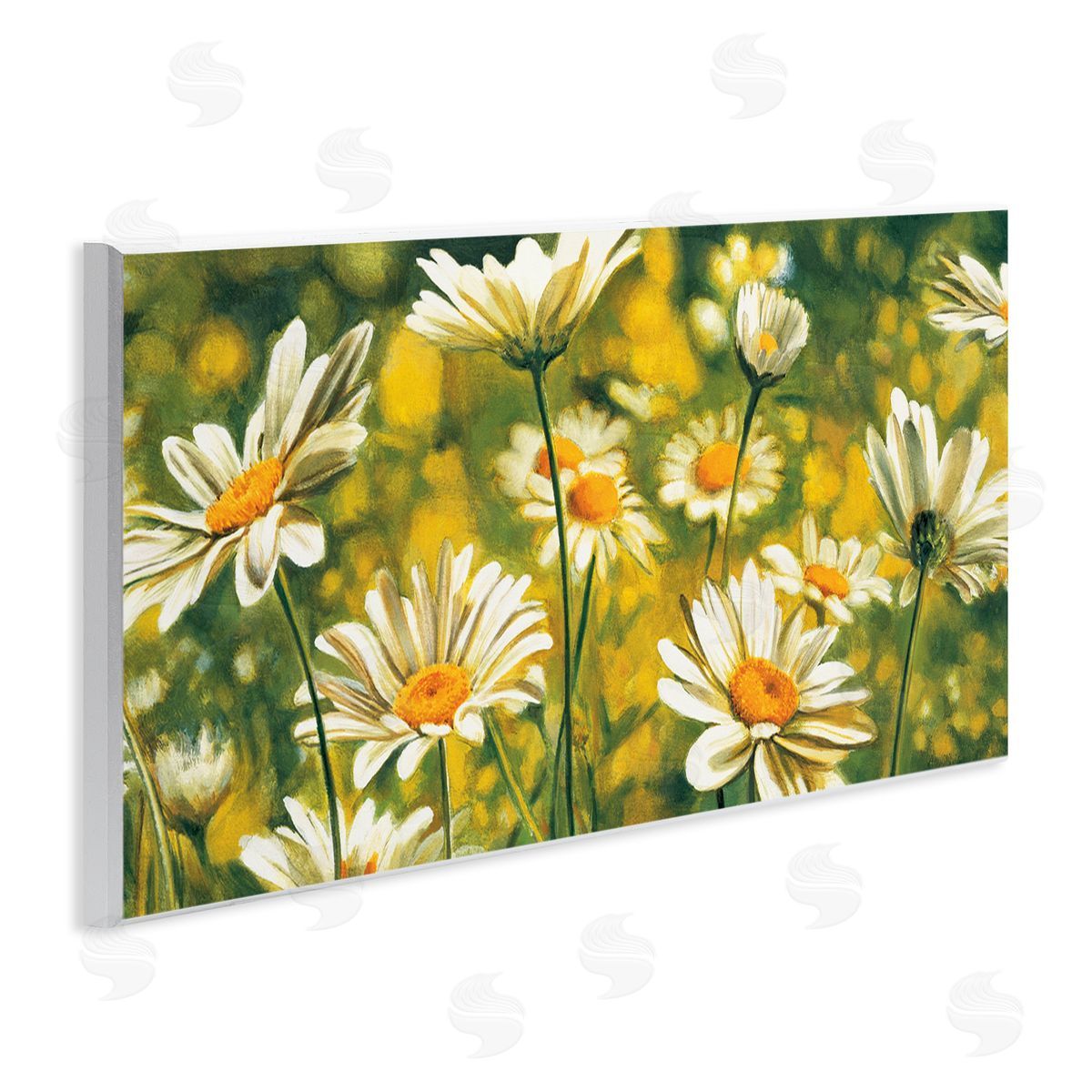 Pierre Viollet Wild Daisies Blooming Nature Garden