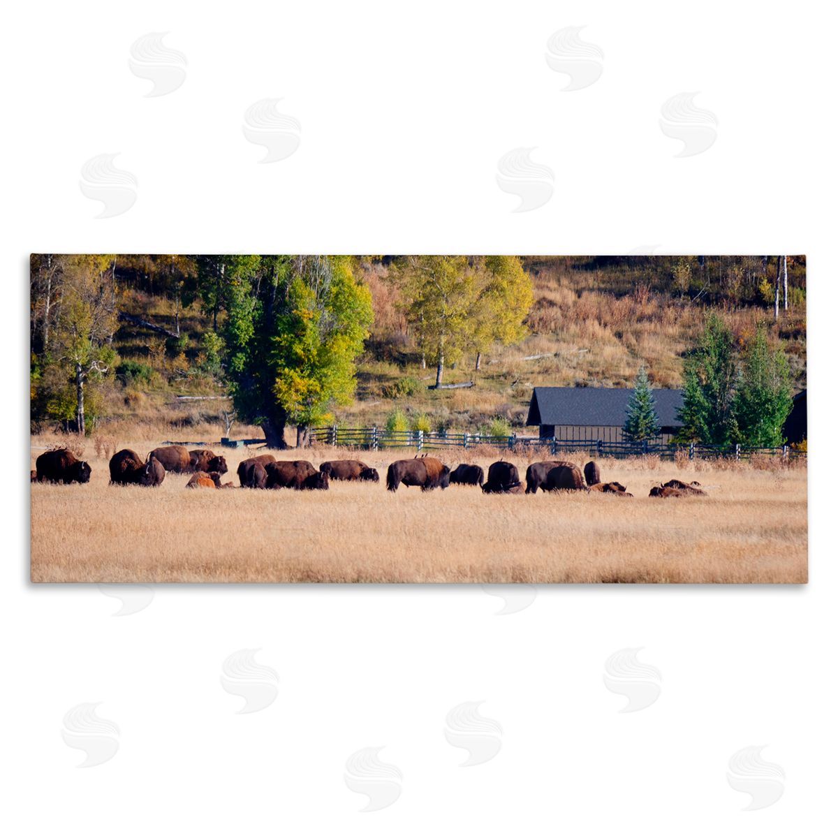 Stede Bonnett Rural Bison Wildlife Pasture