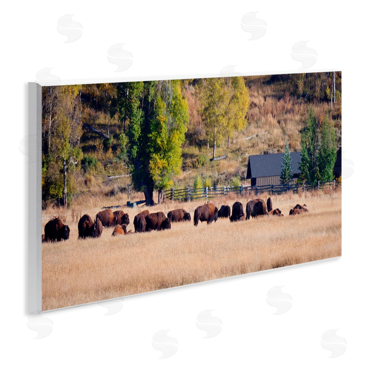 Stede Bonnett Rural Bison Wildlife Pasture