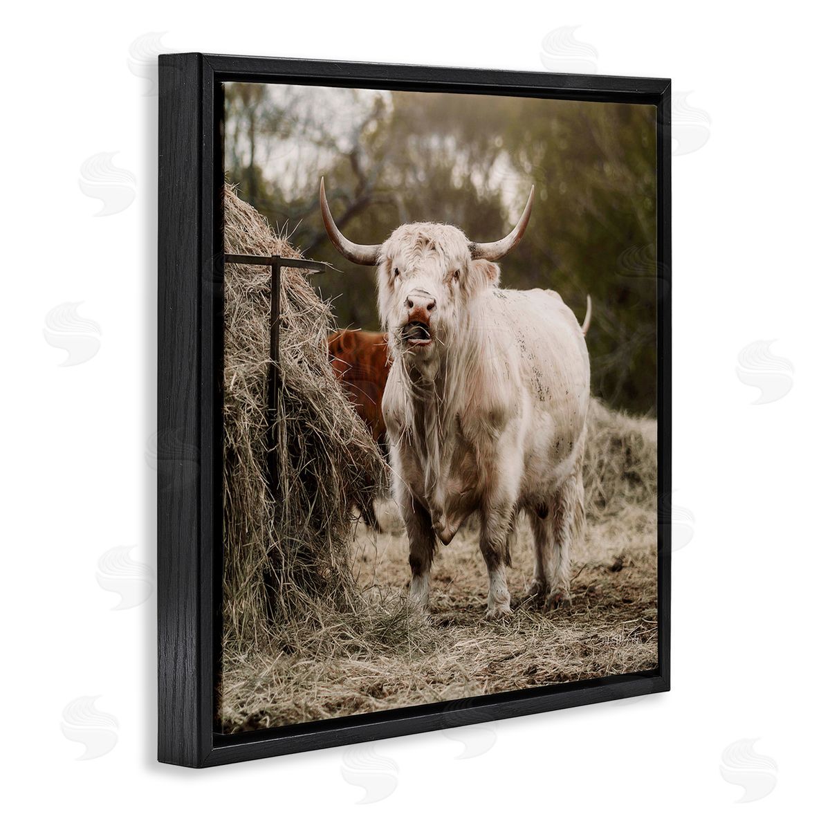 Dakota Diener Grazing Cattle Hay Bale Farm Black Floating Frame Canvas Wall Art Print