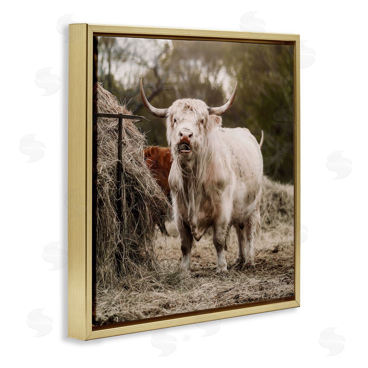 Dakota Diener Grazing Cattle Hay Bale Farm Gold Floating Frame Canvas Wall Art Print