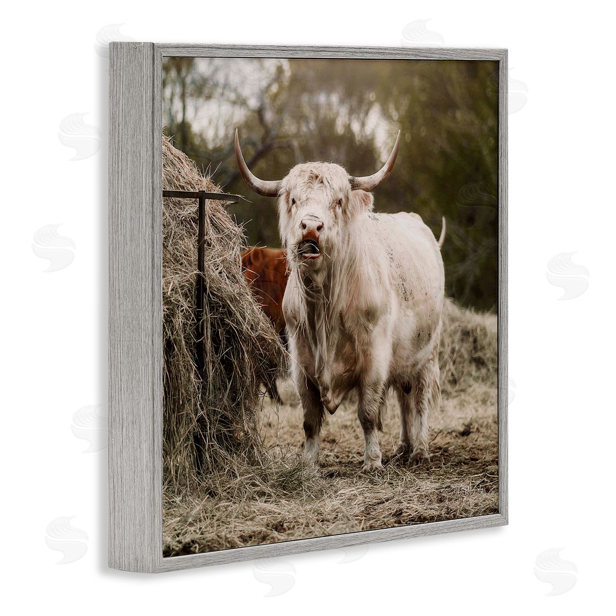 Dakota Diener Grazing Cattle Hay Bale Farm Gray Framed Glicee Wall Art Print