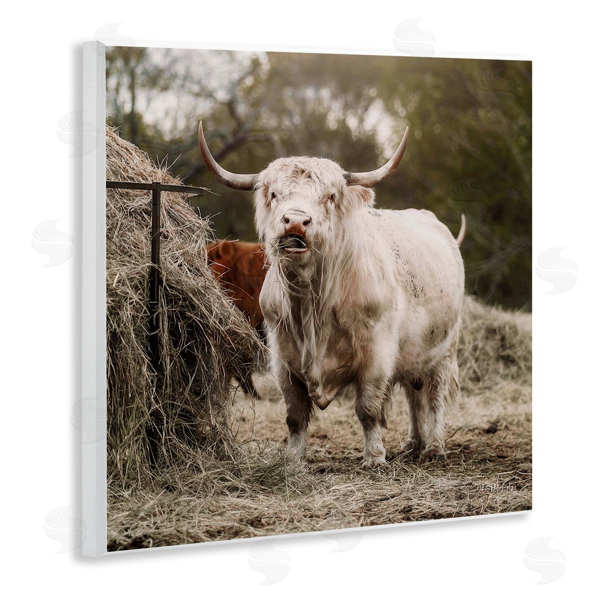 Dakota Diener Grazing Cattle Hay Bale Farm Wooden Wall Plaque Art Print