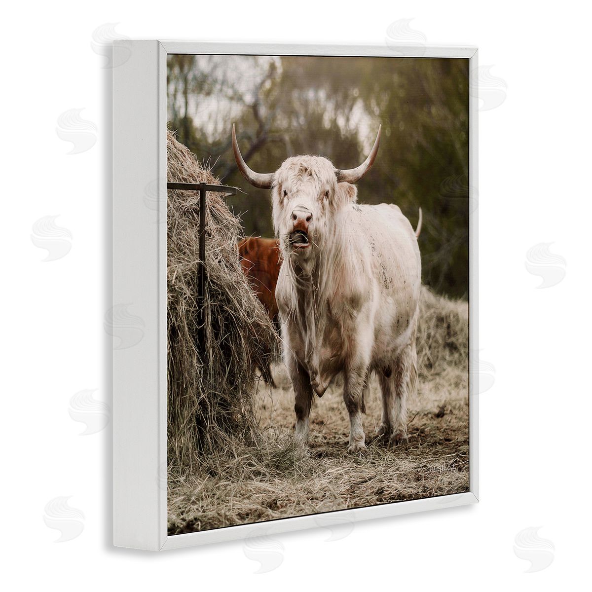 Dakota Diener Grazing Cattle Hay Bale Farm White Framed Glicee Wall Art Print