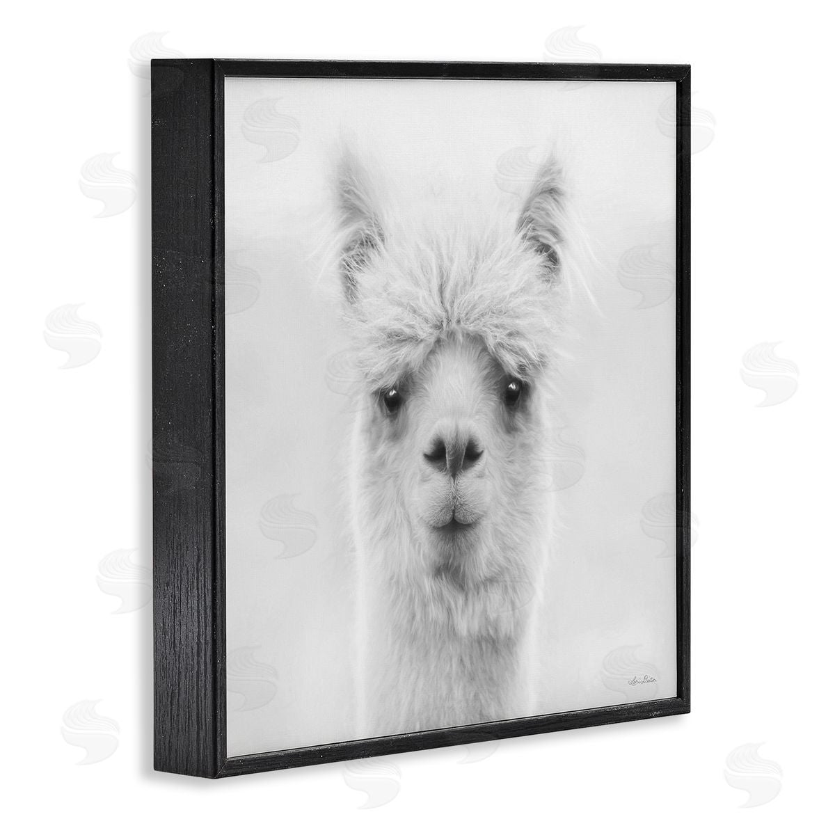 Lori Deiter Alpaca Portrait Country Farm Animal Black Framed Glicee Wall Art Print