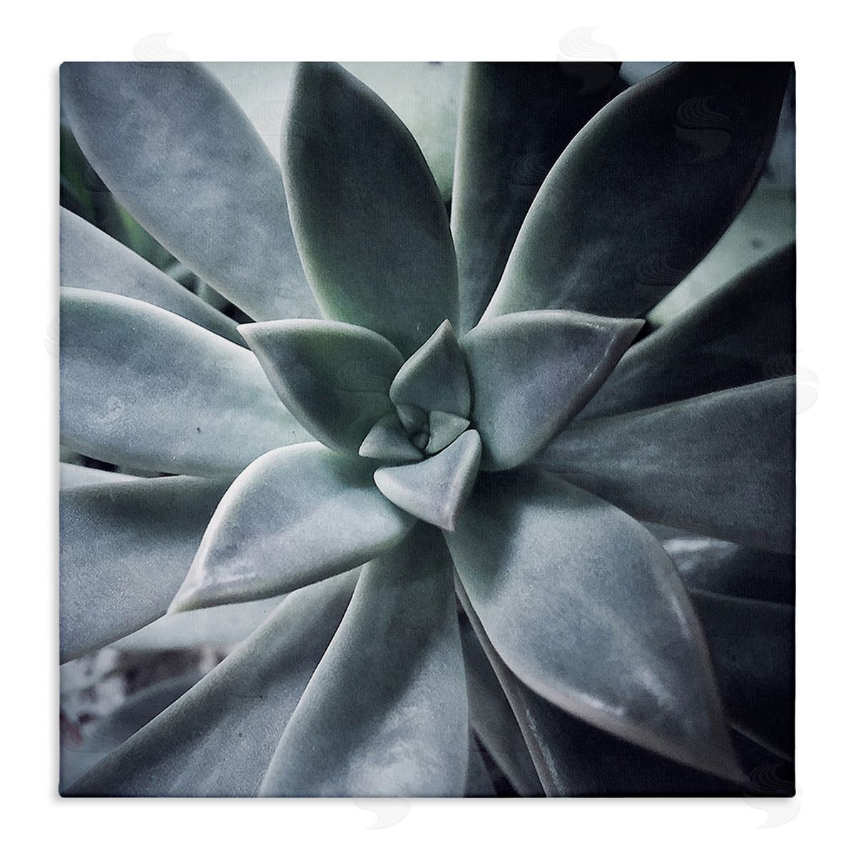 Jessica Manelis Succulent Plant Photography Stretched Canvas Wall Art Print