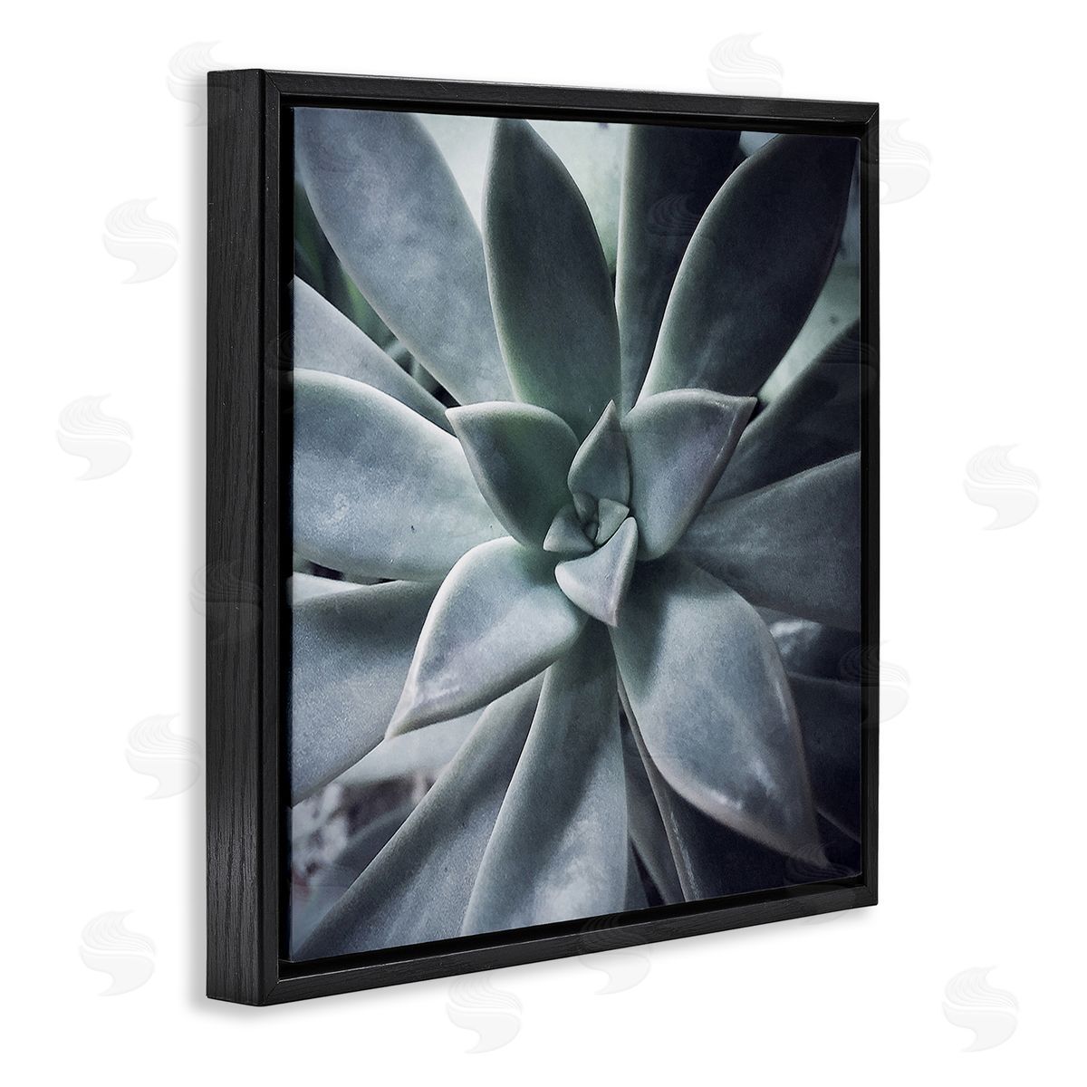 Jessica Manelis Succulent Plant Photography Black Floating Frame Canvas Wall Art Print