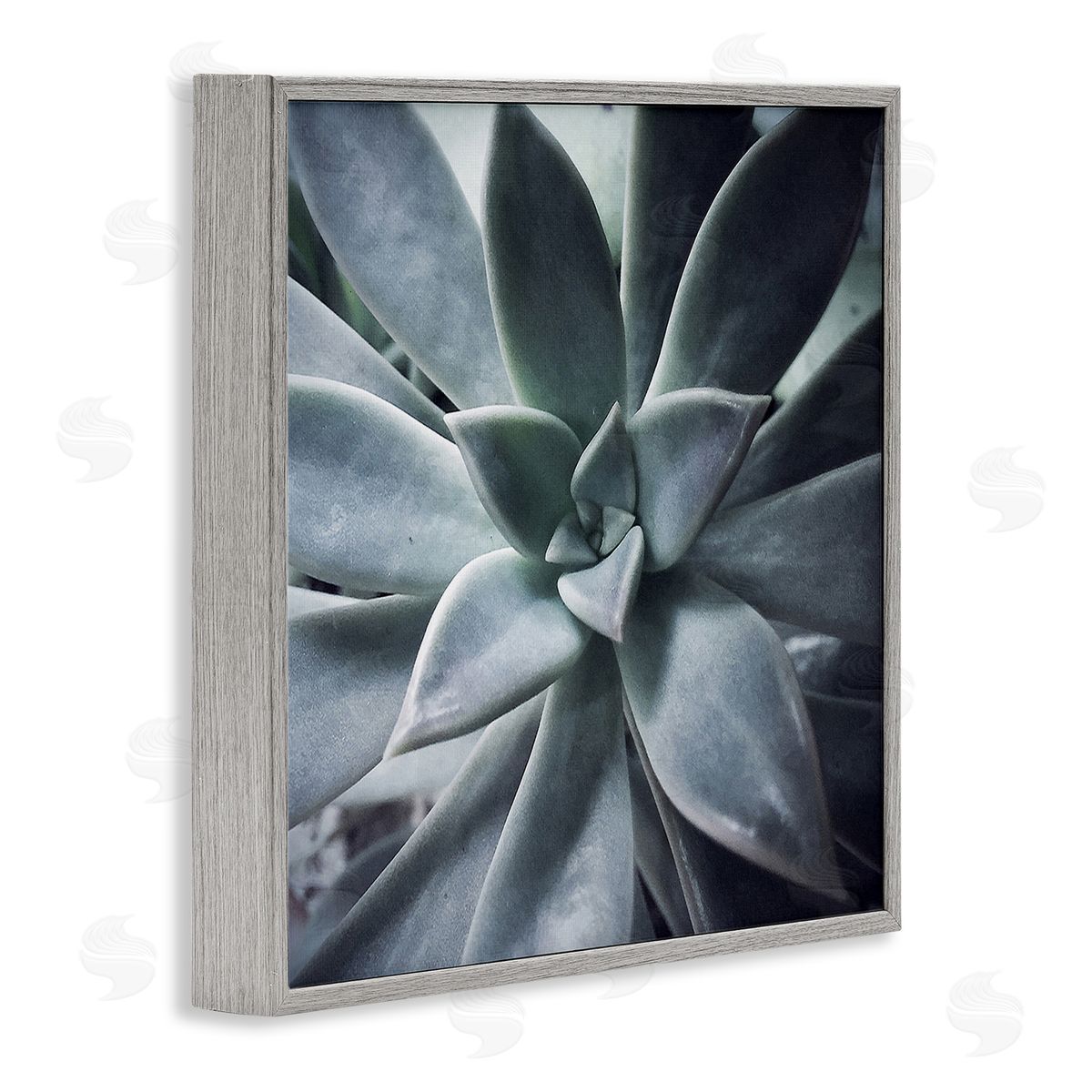 Jessica Manelis Succulent Plant Photography Gray Framed Glicee Wall Art Print