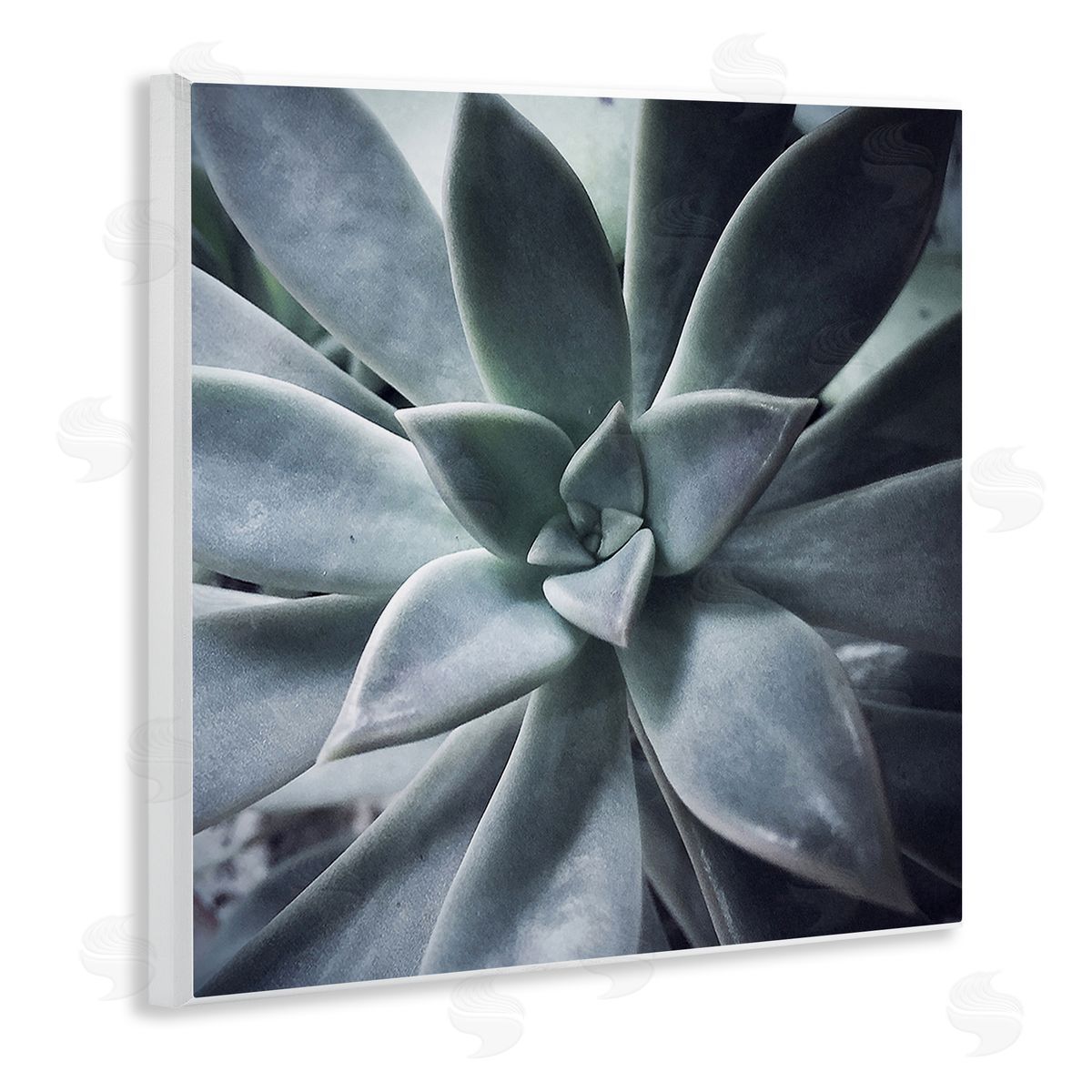 Jessica Manelis Succulent Plant Photography Wooden Wall Plaque Art Print