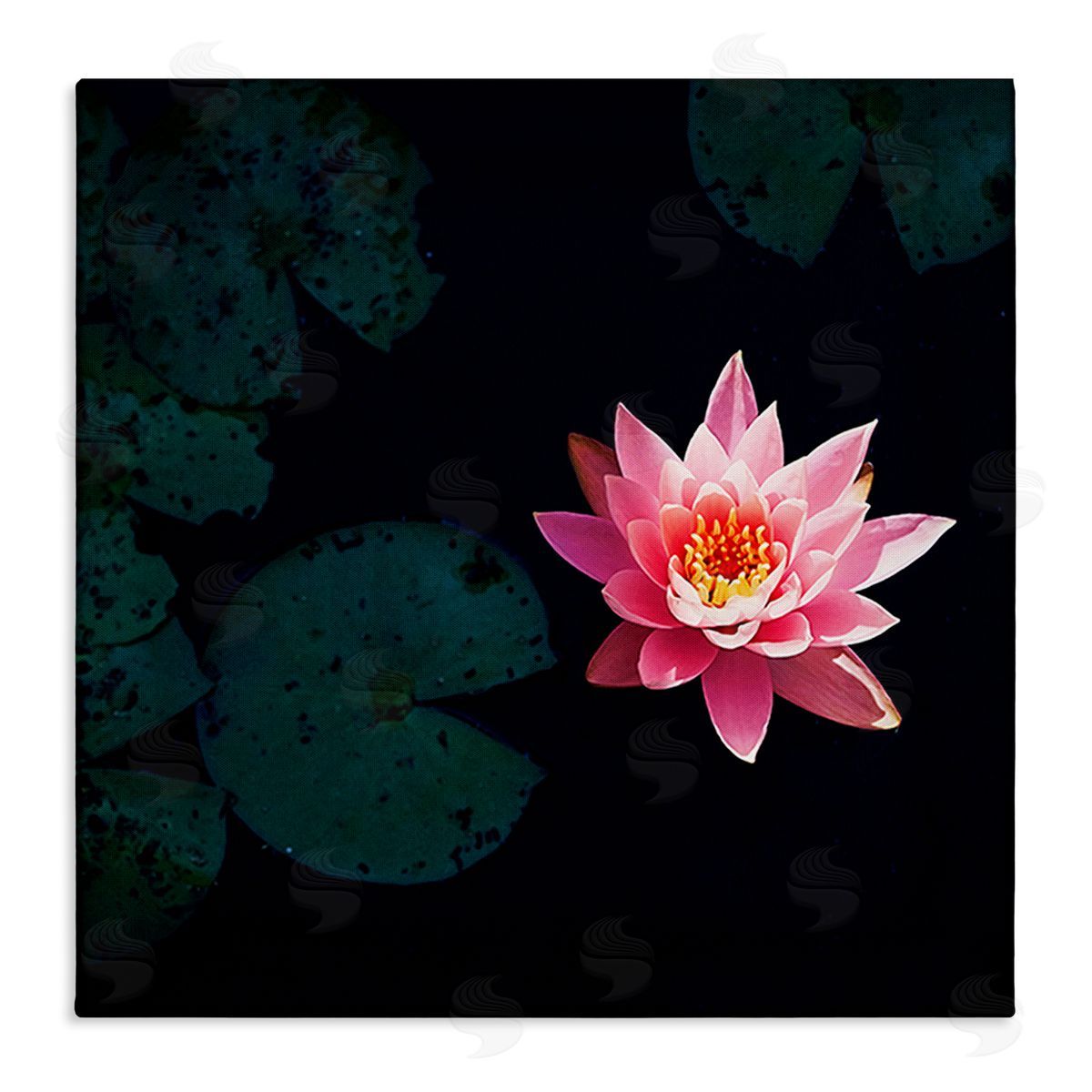 Jessica Manelis Pink Lotus Pond Lily Flower Stretched Canvas Wall Art Print