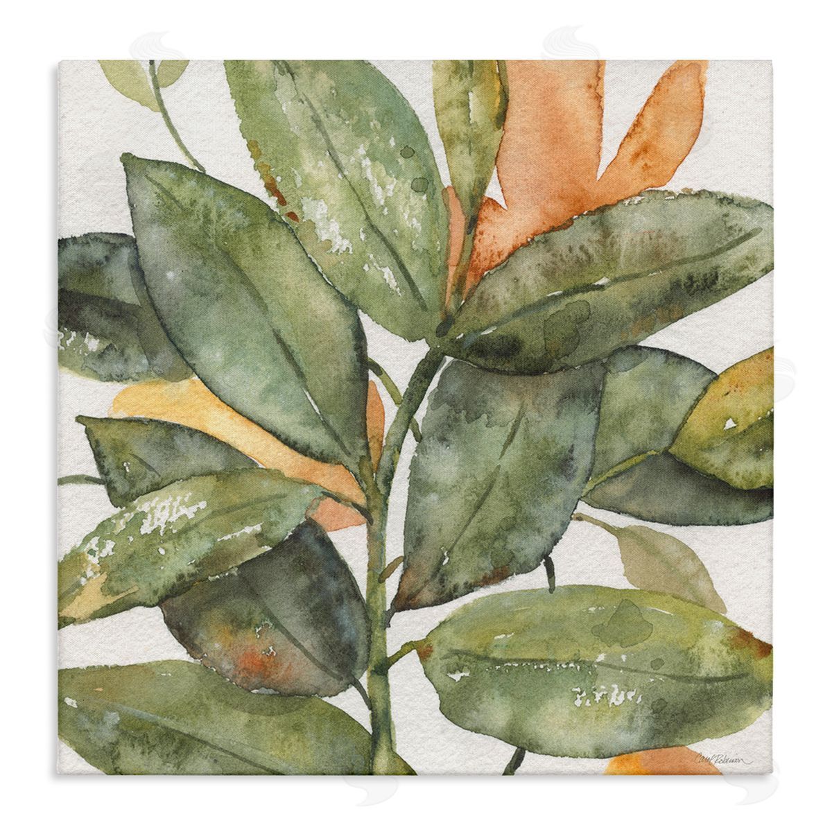 Carol Robinson Botanical Leaves Watercolor Plant Stretched Canvas Wall Art Print