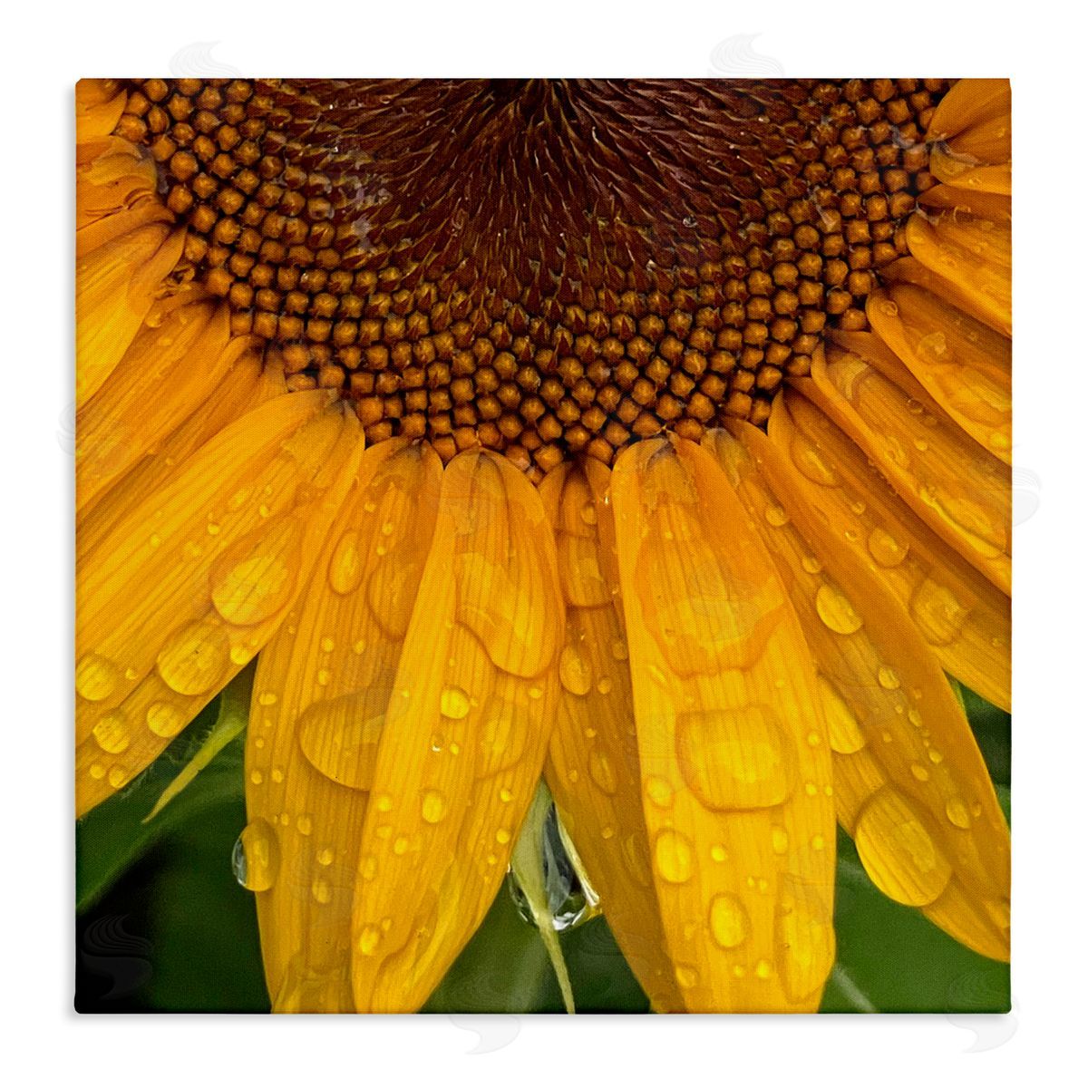 Gloria Palmer Water Droplets Sunflower Nature Stretched Canvas Wall Art Print