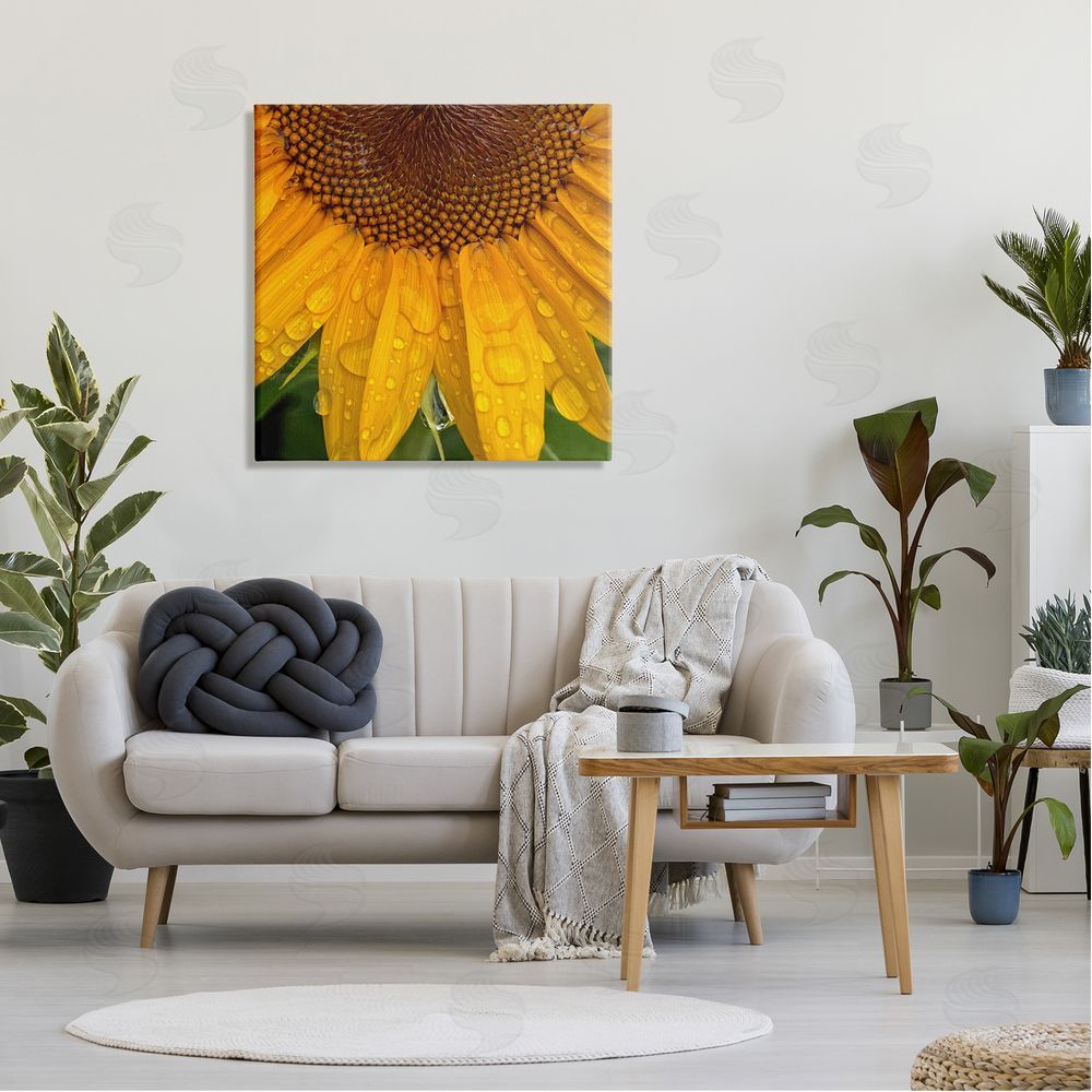 Gloria Palmer Water Droplets Sunflower Nature Canvas Wall Art in Room