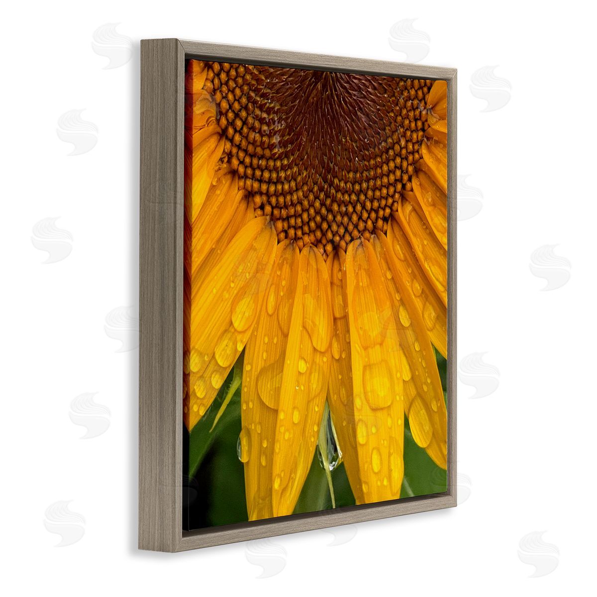 Gloria Palmer Water Droplets Sunflower Nature Brown Floating Frame Canvas Wall Art Print