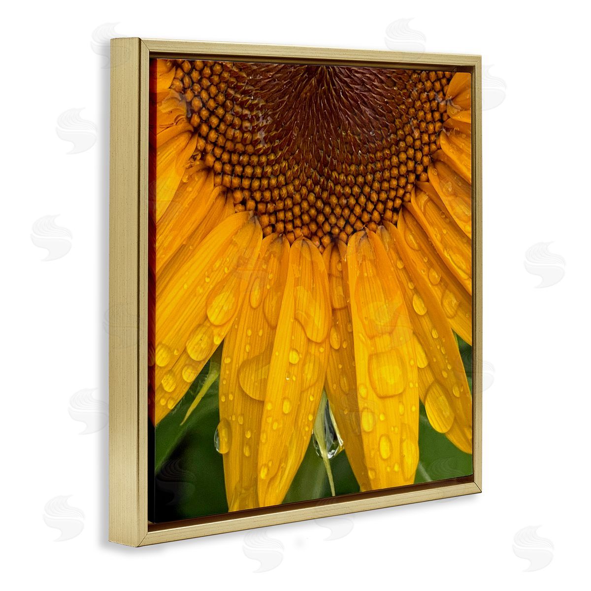 Gloria Palmer Water Droplets Sunflower Nature Gold Floating Frame Canvas Wall Art Print