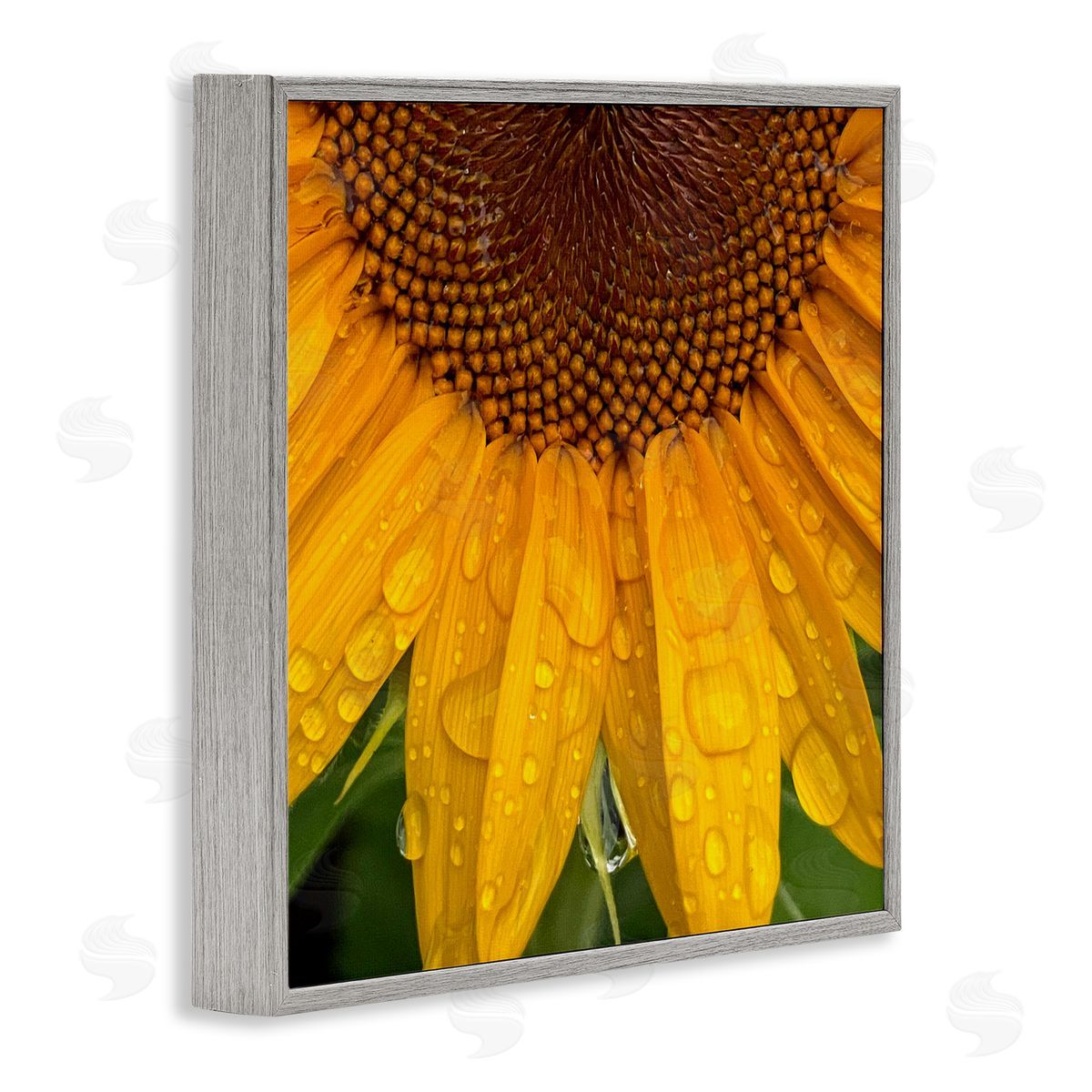 Gloria Palmer Water Droplets Sunflower Nature Gray Framed Glicee Wall Art Print