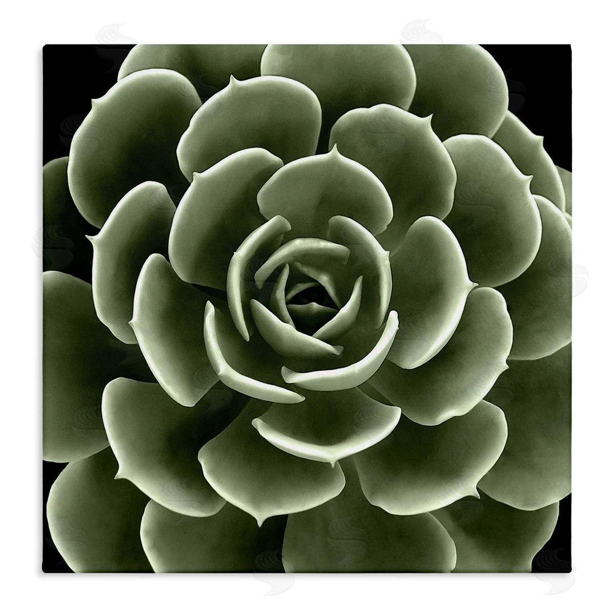 Lindsay Benson Rounded Succulent Leaves Botanical Stretched Canvas Wall Art Print