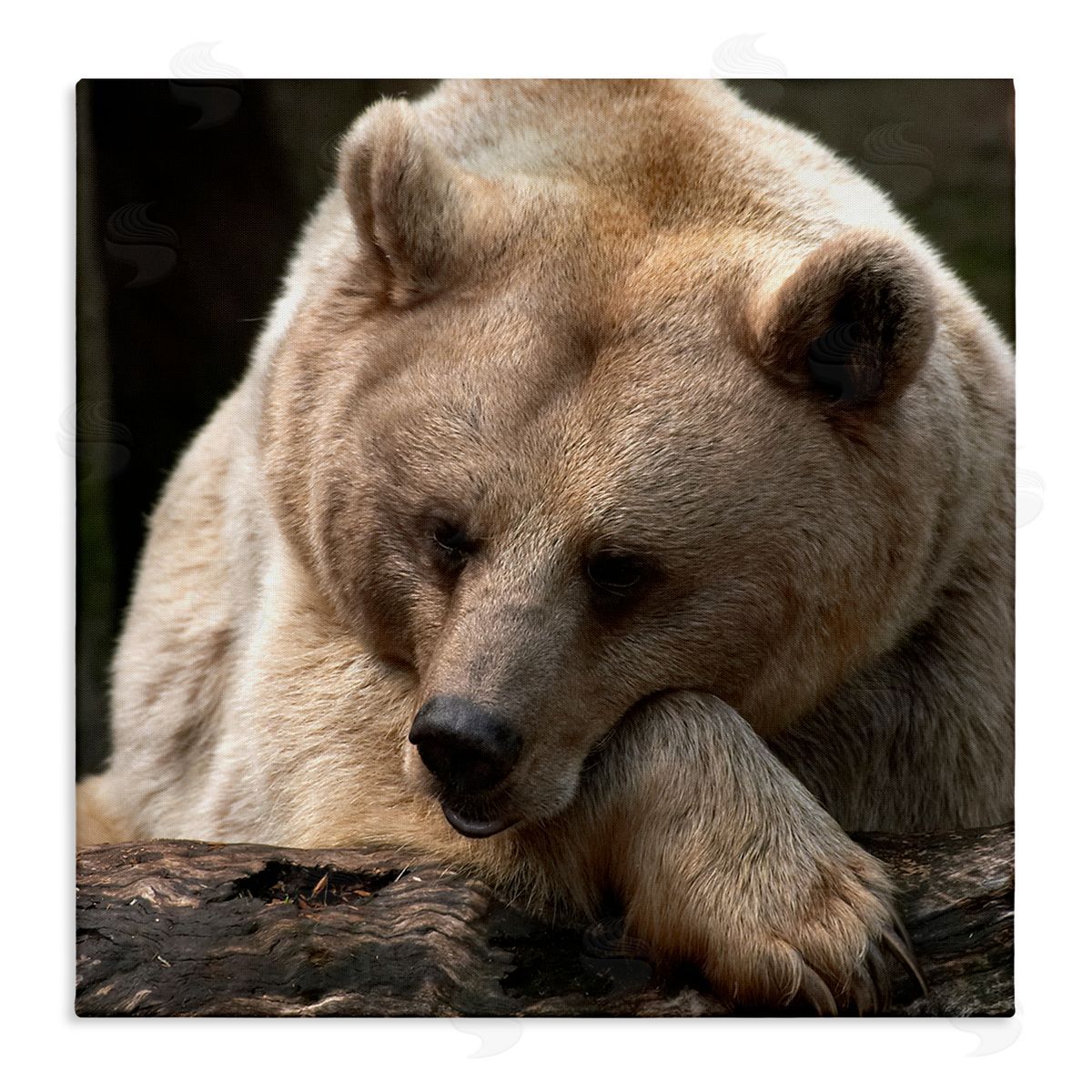 Danita Delimont Brown Bear Forest Wildlife Stretched Canvas Wall Art Print