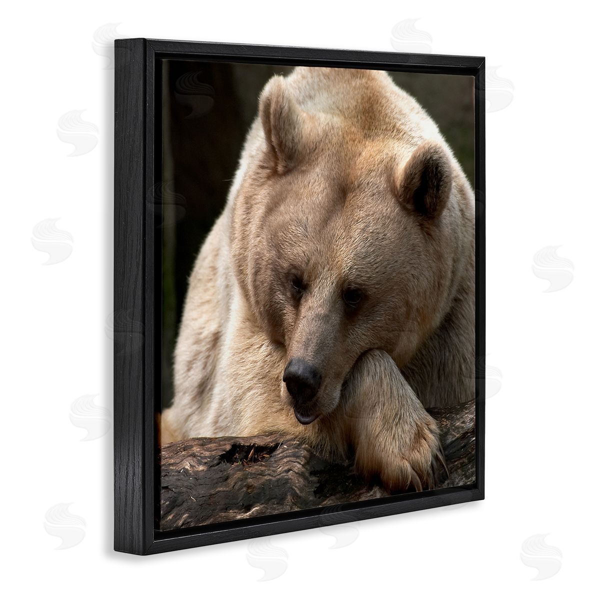Danita Delimont Brown Bear Forest Wildlife Black Floating Frame Canvas Wall Art Print