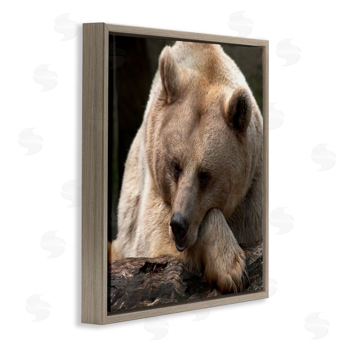 Danita Delimont Brown Bear Forest Wildlife Brown Floating Frame Canvas Wall Art Print