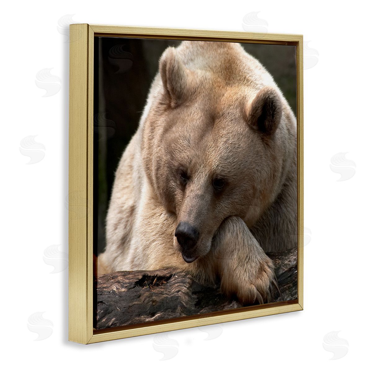 Danita Delimont Brown Bear Forest Wildlife Gold Floating Frame Canvas Wall Art Print