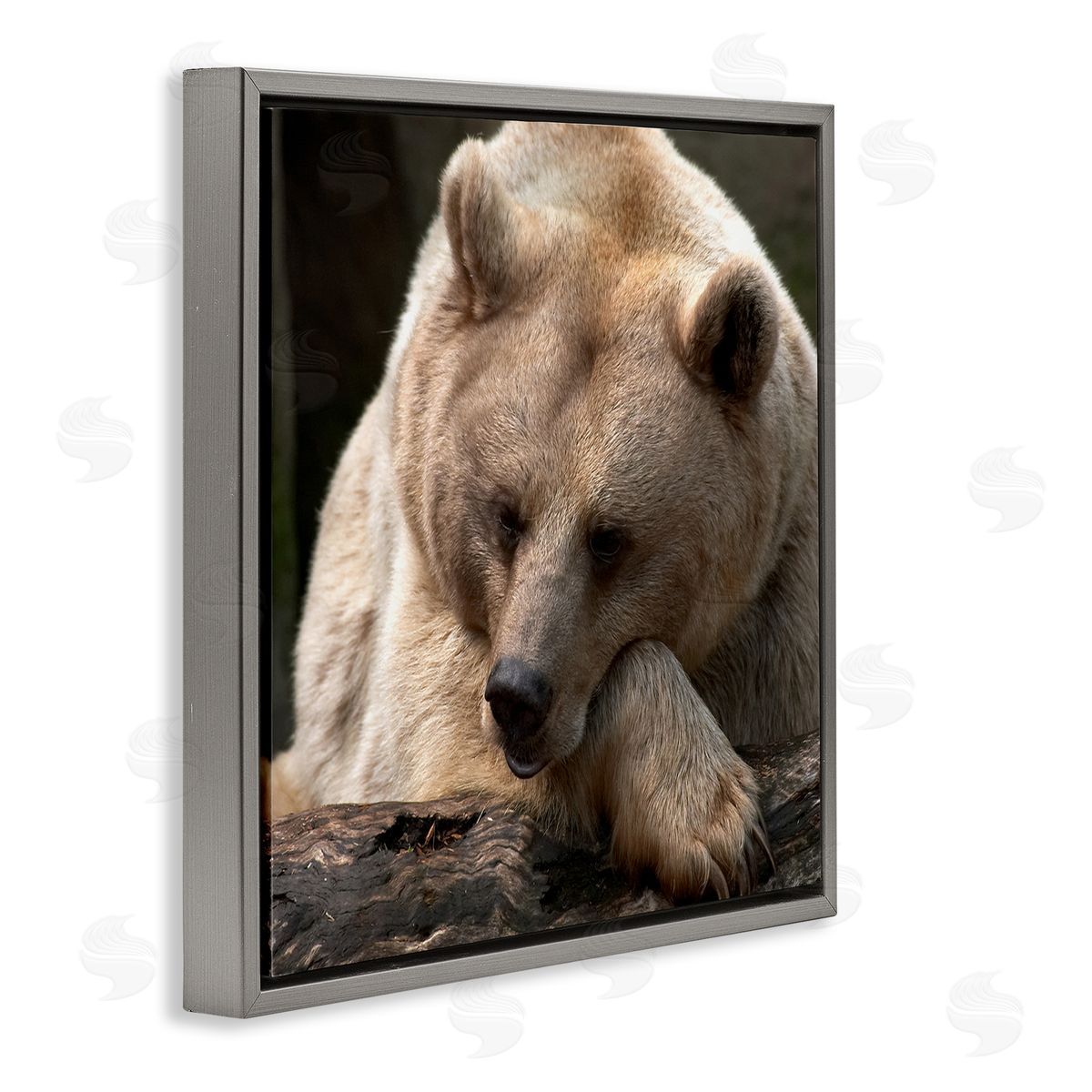 Danita Delimont Brown Bear Forest Wildlife Gray Floating Frame Canvas Wall Art Print