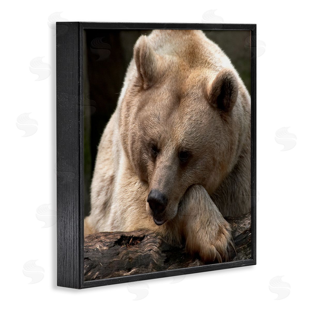Danita Delimont Brown Bear Forest Wildlife Black Framed Glicee Wall Art Print