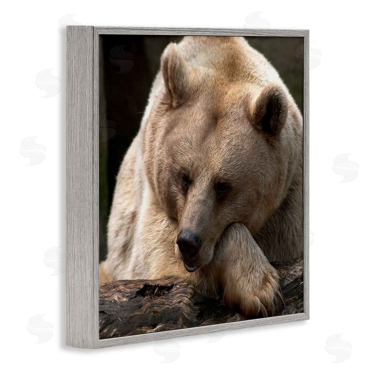 Danita Delimont Brown Bear Forest Wildlife Gray Framed Glicee Wall Art Print