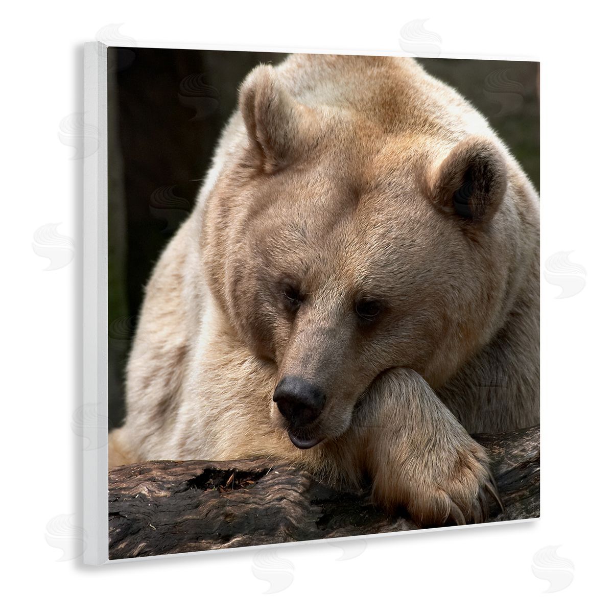 Danita Delimont Brown Bear Forest Wildlife Wooden Wall Plaque Art Print