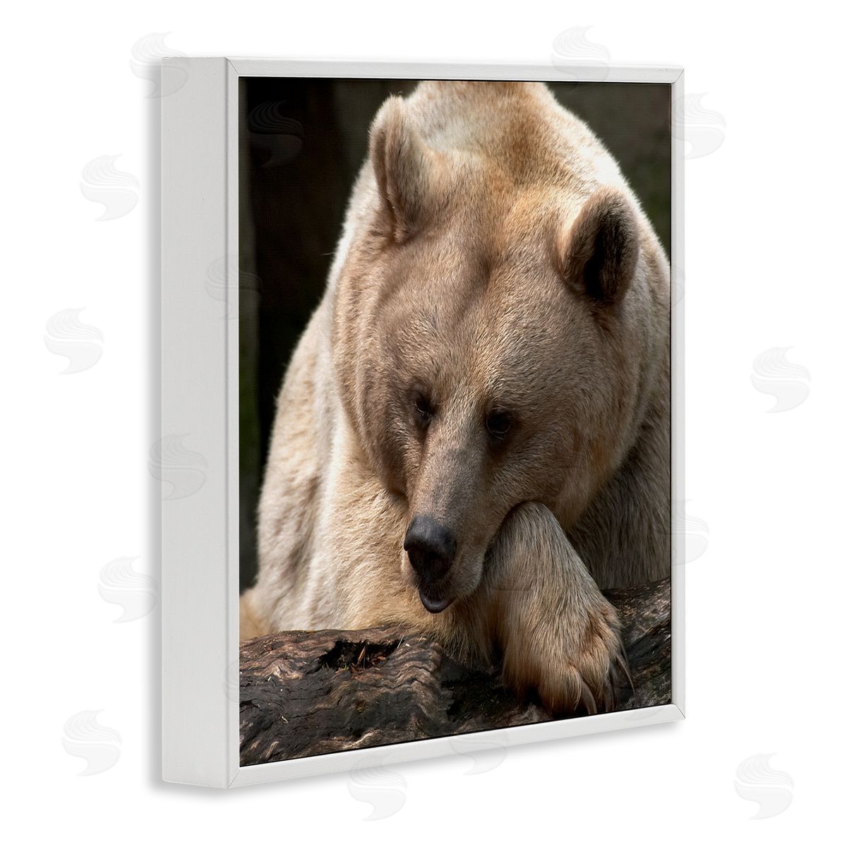 Danita Delimont Brown Bear Forest Wildlife White Framed Glicee Wall Art Print