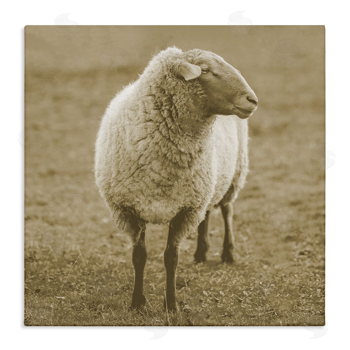 Stupell Studio Sheep Grazing Farmland Photography Stretched Canvas Wall Art Print