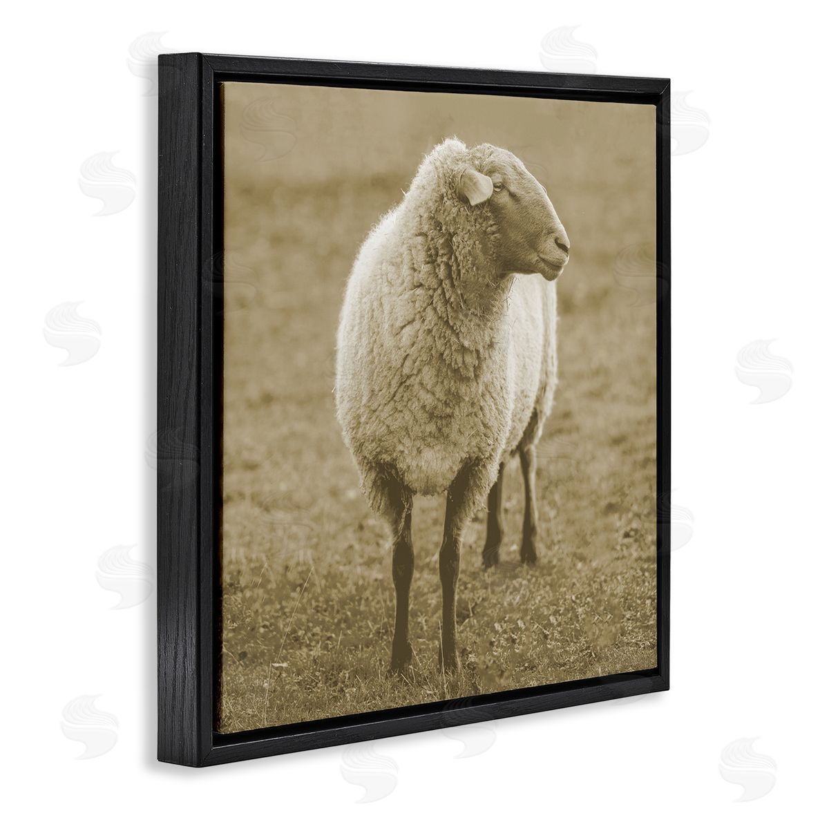 Stupell Studio Sheep Grazing Farmland Photography Black Floating Frame Canvas Wall Art Print