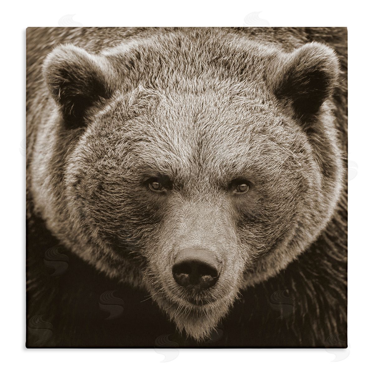 Stupell Studio Brown Bear Wildlife Portrait Stretched Canvas Wall Art Print