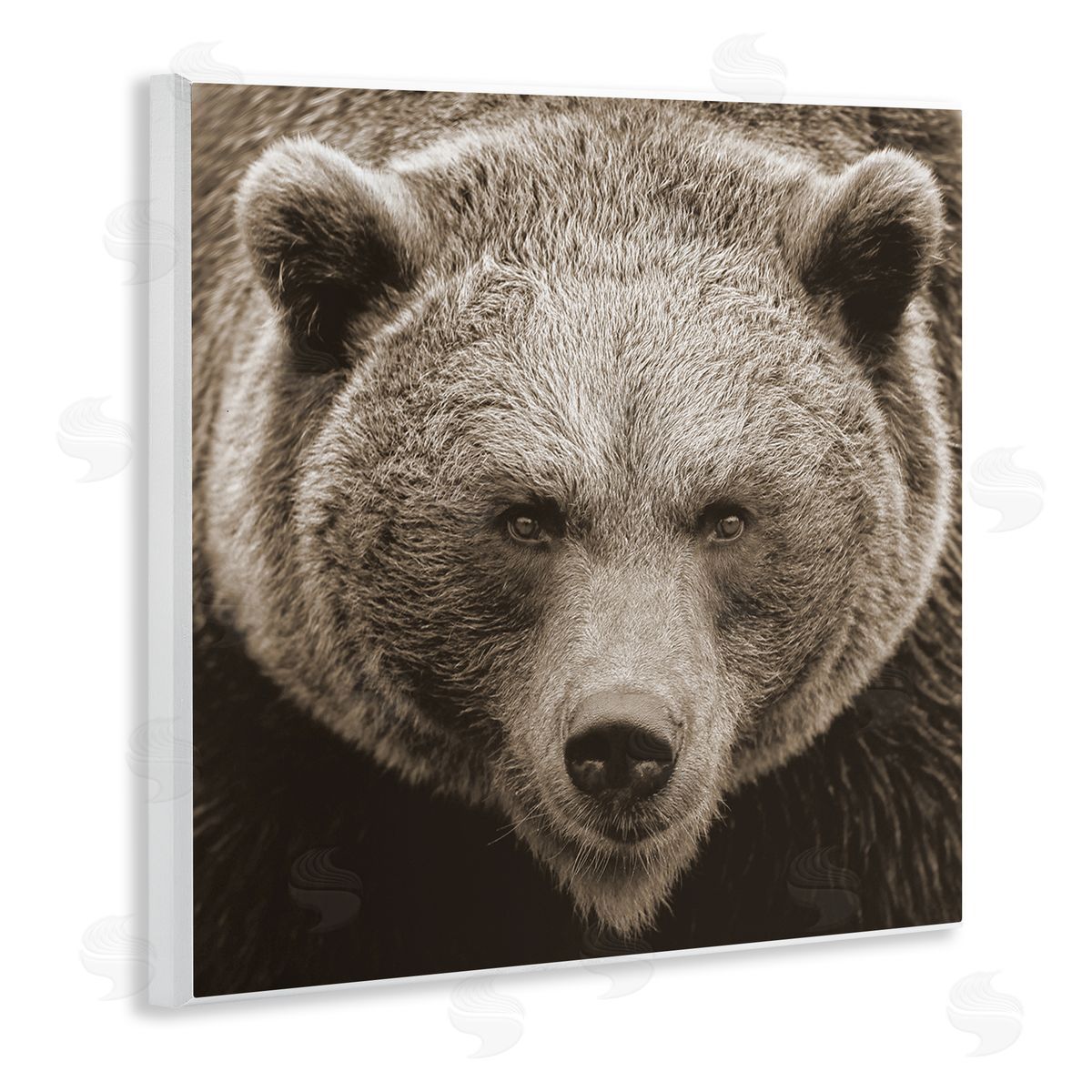 Stupell Studio Brown Bear Wildlife Portrait Wooden Wall Plaque Art Print