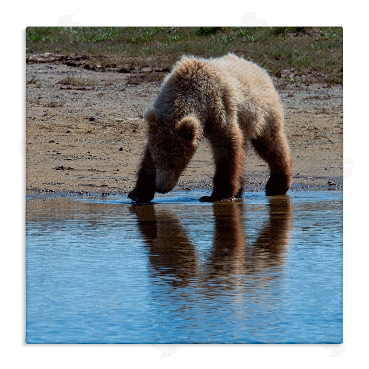 Lena Owens Grizzly Cub in Stream Stretched Canvas Wall Art Print