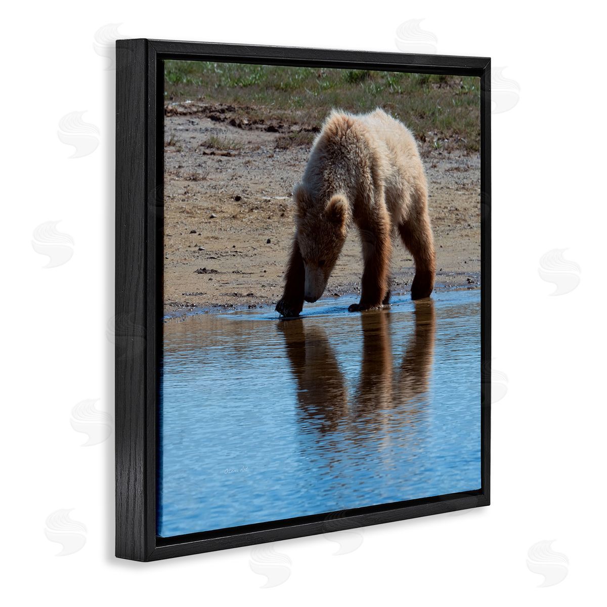 Lena Owens Grizzly Cub in Stream Black Floating Frame Canvas Wall Art Print