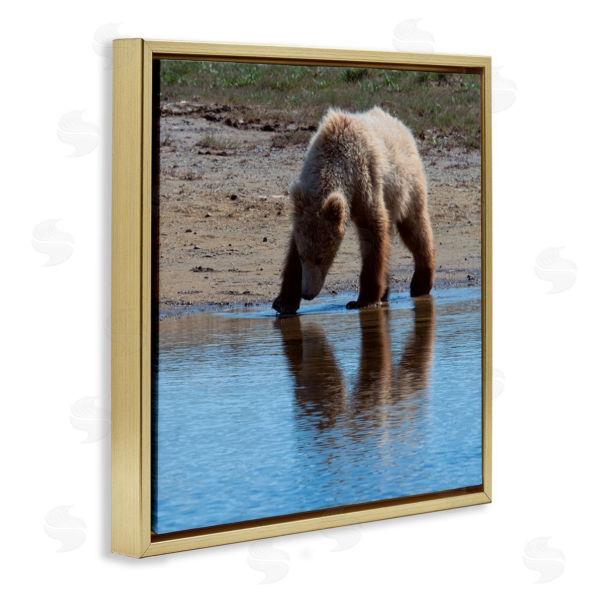 Lena Owens Grizzly Cub in Stream Gold Floating Frame Canvas Wall Art Print