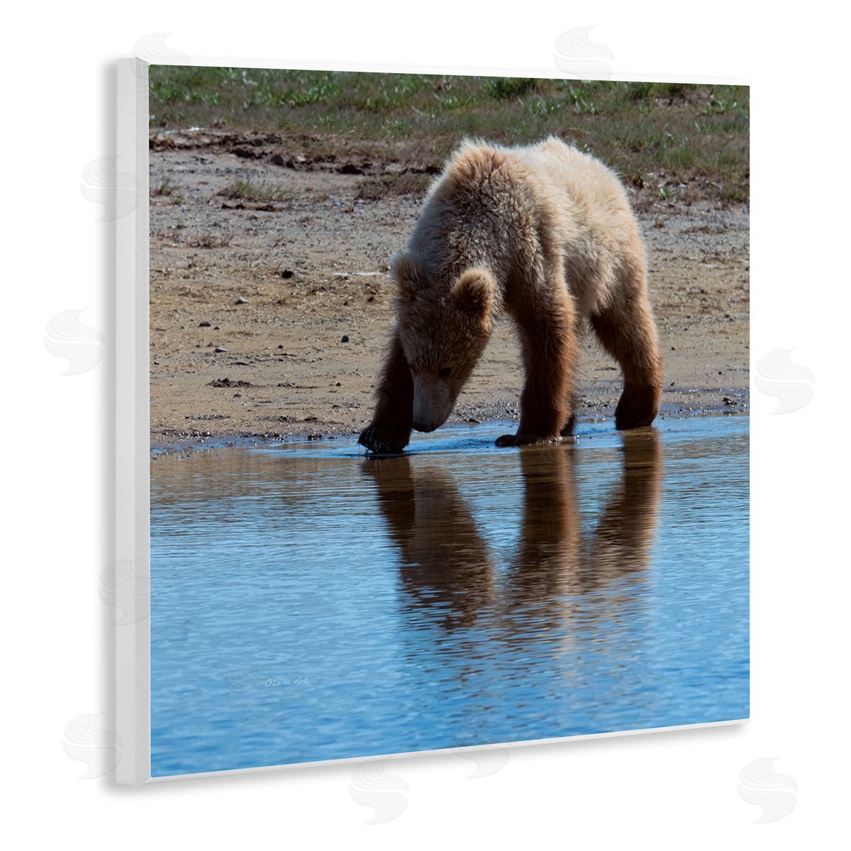 Lena Owens Grizzly Cub in Stream Wooden Wall Plaque Art Print
