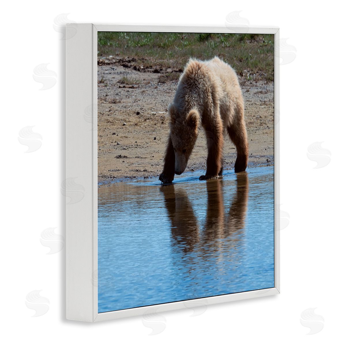 Lena Owens Grizzly Cub in Stream White Framed Glicee Wall Art Print