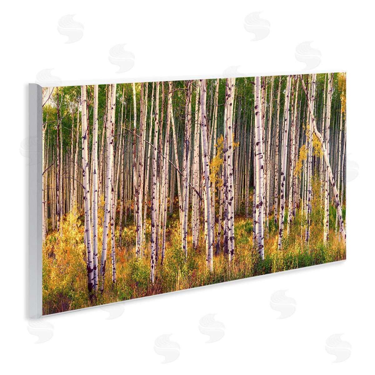 Lena Owens Autumn Birch Trees