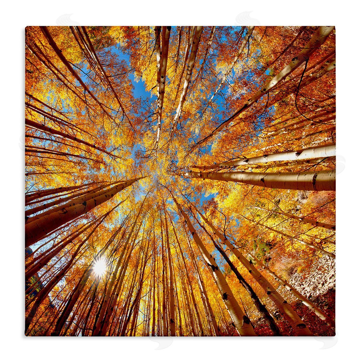 Lena Owens Colorado Autumn Trees Stretched Canvas Wall Art Print