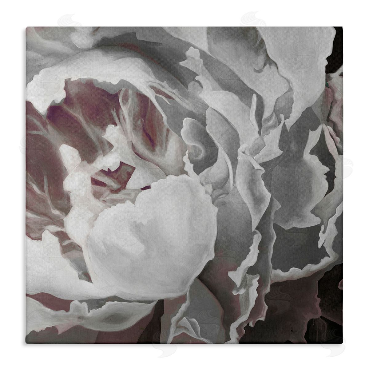 KC Haxton Close Up Peony Blossom Stretched Canvas Wall Art Print