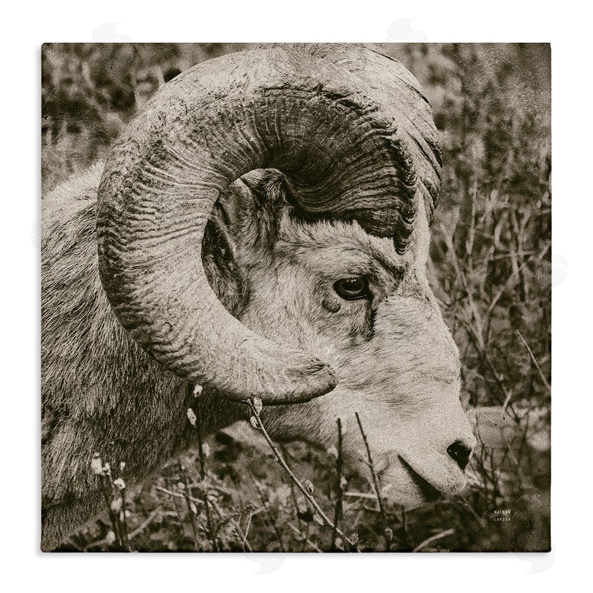 Nathan Larson Ram Horn Portrait Stretched Canvas Wall Art Print