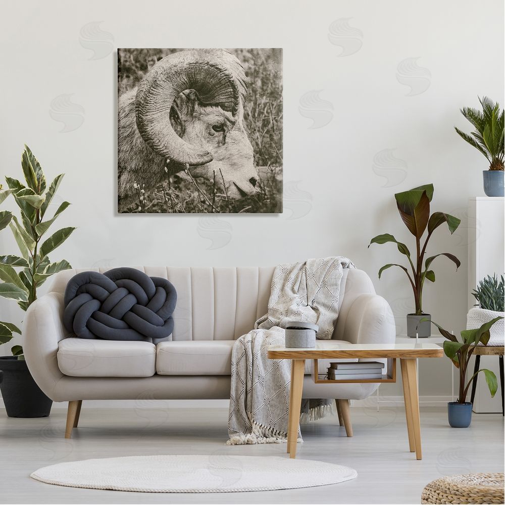 Nathan Larson Ram Horn Portrait Canvas Wall Art in Room