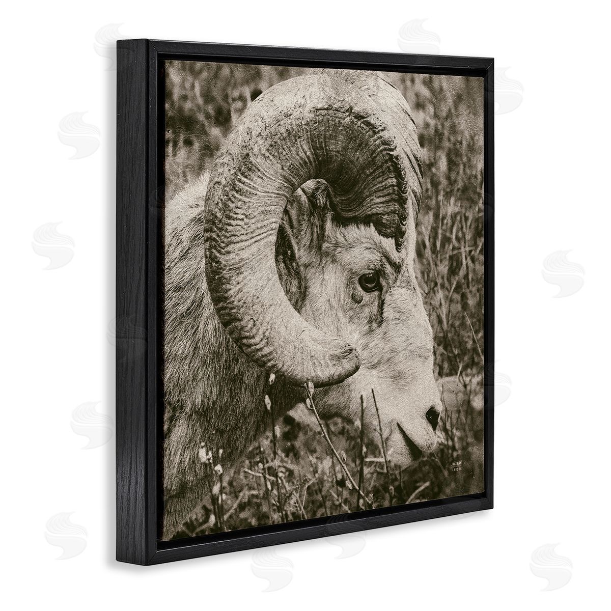 Nathan Larson Ram Horn Portrait Black Floating Frame Canvas Wall Art Print