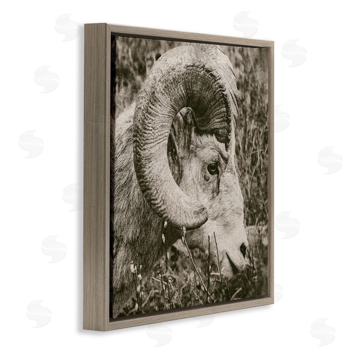 Nathan Larson Ram Horn Portrait Brown Floating Frame Canvas Wall Art Print