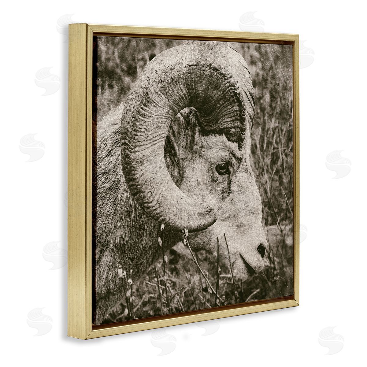 Nathan Larson Ram Horn Portrait Gold Floating Frame Canvas Wall Art Print